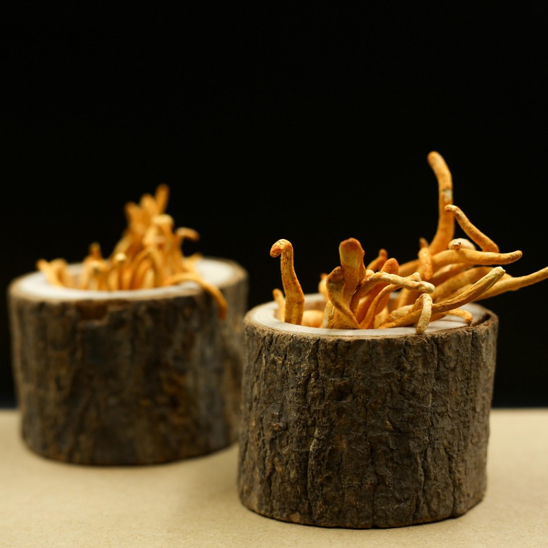 7 Beneficios del Cordyceps para la Salud y el Bienestar